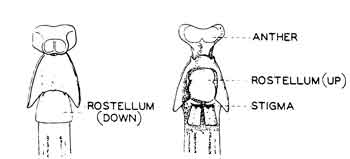 Rostellum