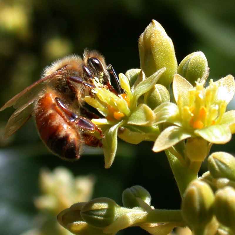 Melipona bee